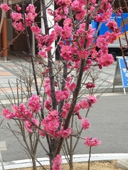Prunus mume