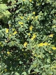 Melilotus indicus