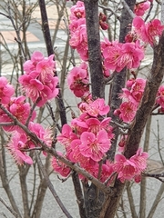 Prunus mume