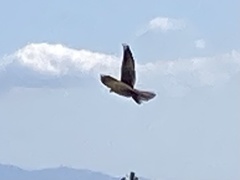 Streptopelia decaocto