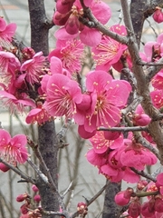 Prunus mume