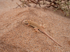 Meroles cuneirostris