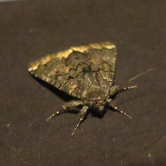 Catephia alchymista