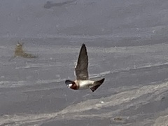 Petrochelidon pyrrhonota