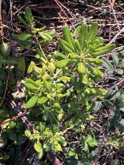 Pittosporum tobira