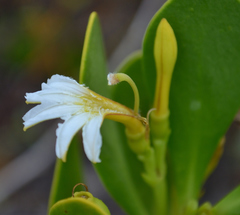 Scaevola plumieri