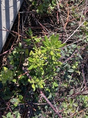 Pittosporum tobira