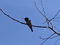 Calypte anna