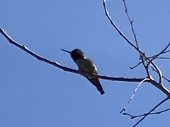 Calypte anna