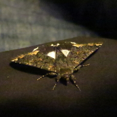 Catephia alchymista