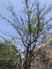 Fraxinus pennsylvanica