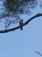 Streptopelia orientalis
