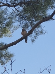 Streptopelia orientalis