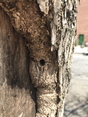 Fraxinus pennsylvanica