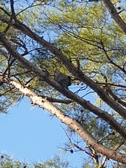 Streptopelia orientalis