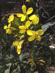 Alyssoides utriculata