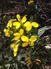 Alyssoides utriculata