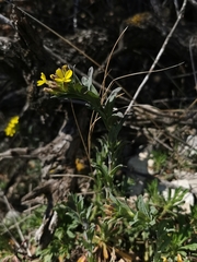 Alyssoides utriculata