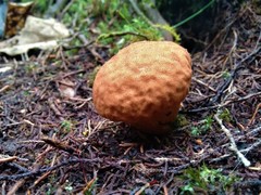 Calvatia rugosa
