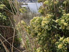 Pittosporum tobira