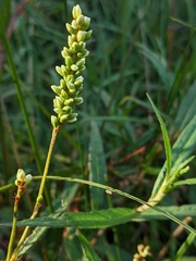 Persicaria subsessilis
