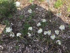 Ornithogalum concinnum
