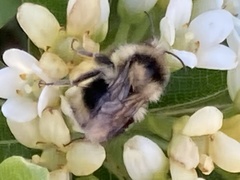 Bombus melanopygus