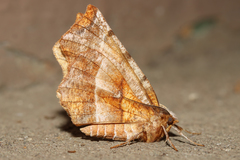 Selenia alciphearia