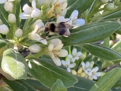 Bombus melanopygus