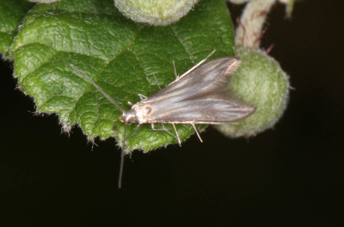 Blackberry Skeletonizer