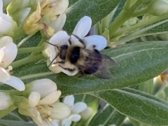 Bombus melanopygus