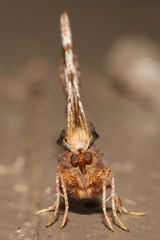 Selenia alciphearia