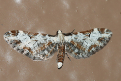 Eupithecia ravocostaliata