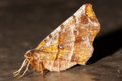Selenia alciphearia