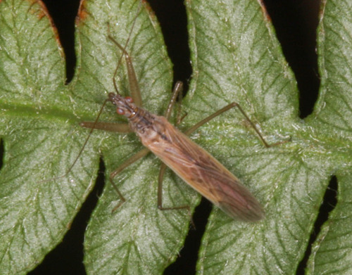 Nabidae