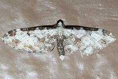 Eupithecia ravocostaliata