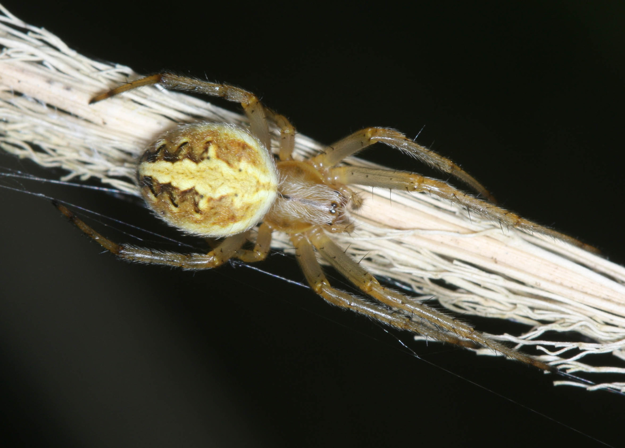 Common Web-spider (Neoscona theisi) · iNaturalist Australia