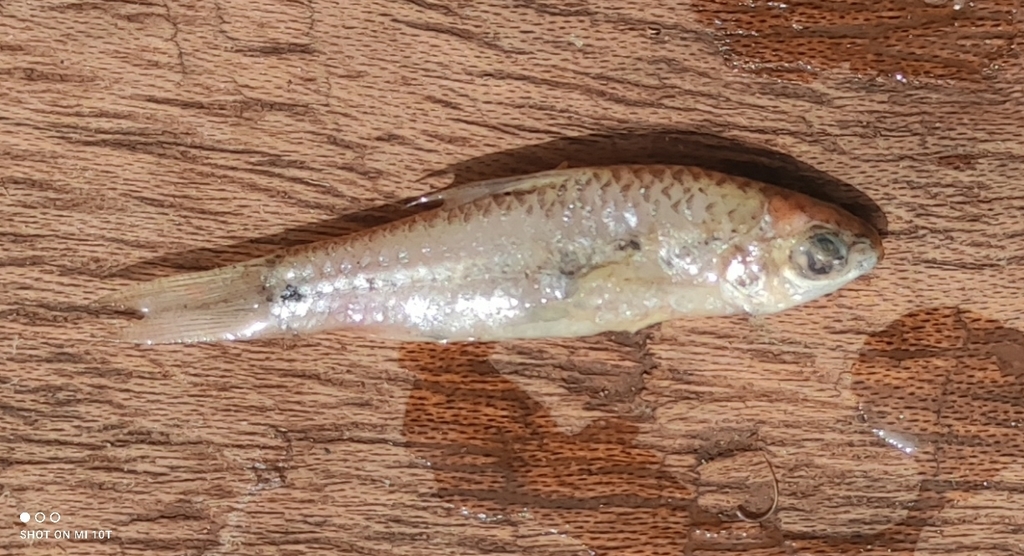 Macina barb (Enteromius macinensis) — Cyprinidae