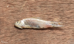 Enteromius macinensis