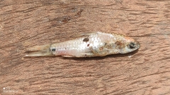 Enteromius macinensis