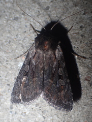 Lycophotia molothina