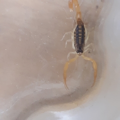 Centruroides suffusus