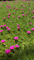 Portulaca grandiflora