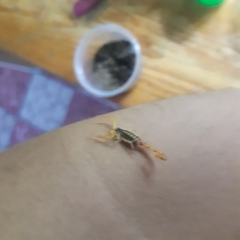 Centruroides suffusus