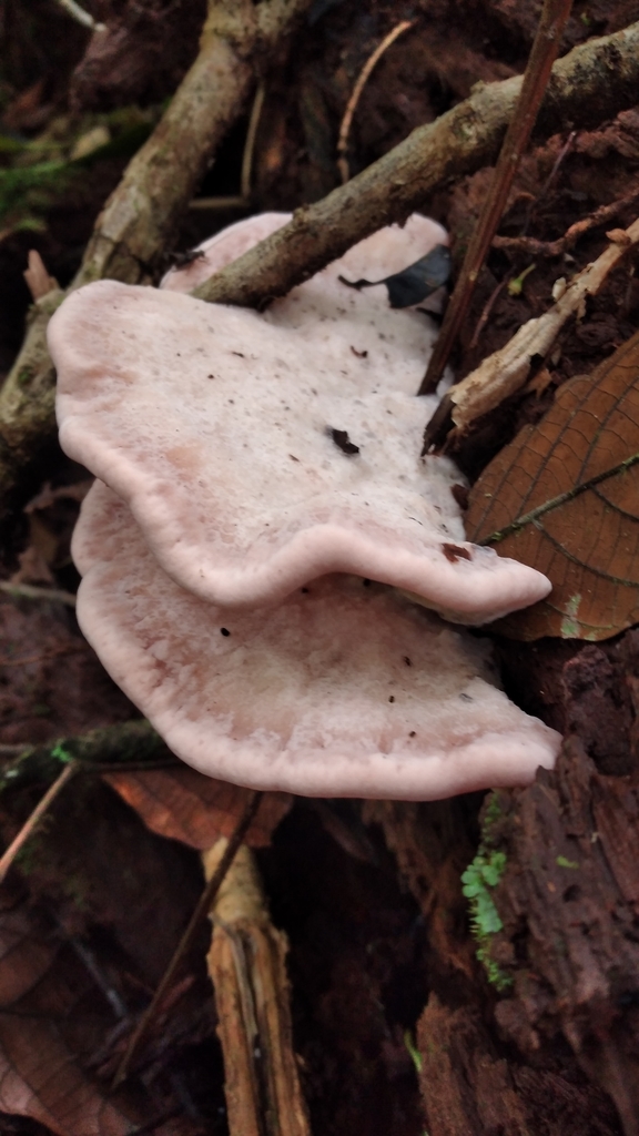 Flaviporus venustus