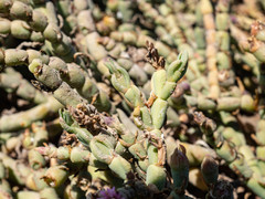 Mesembryanthemum dinteri