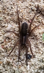 Agalenocosa bryantae