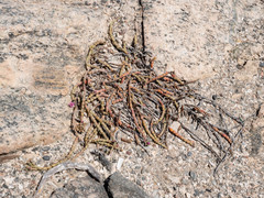 Mesembryanthemum dinteri