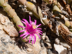 Mesembryanthemum dinteri