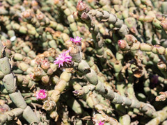 Mesembryanthemum dinteri